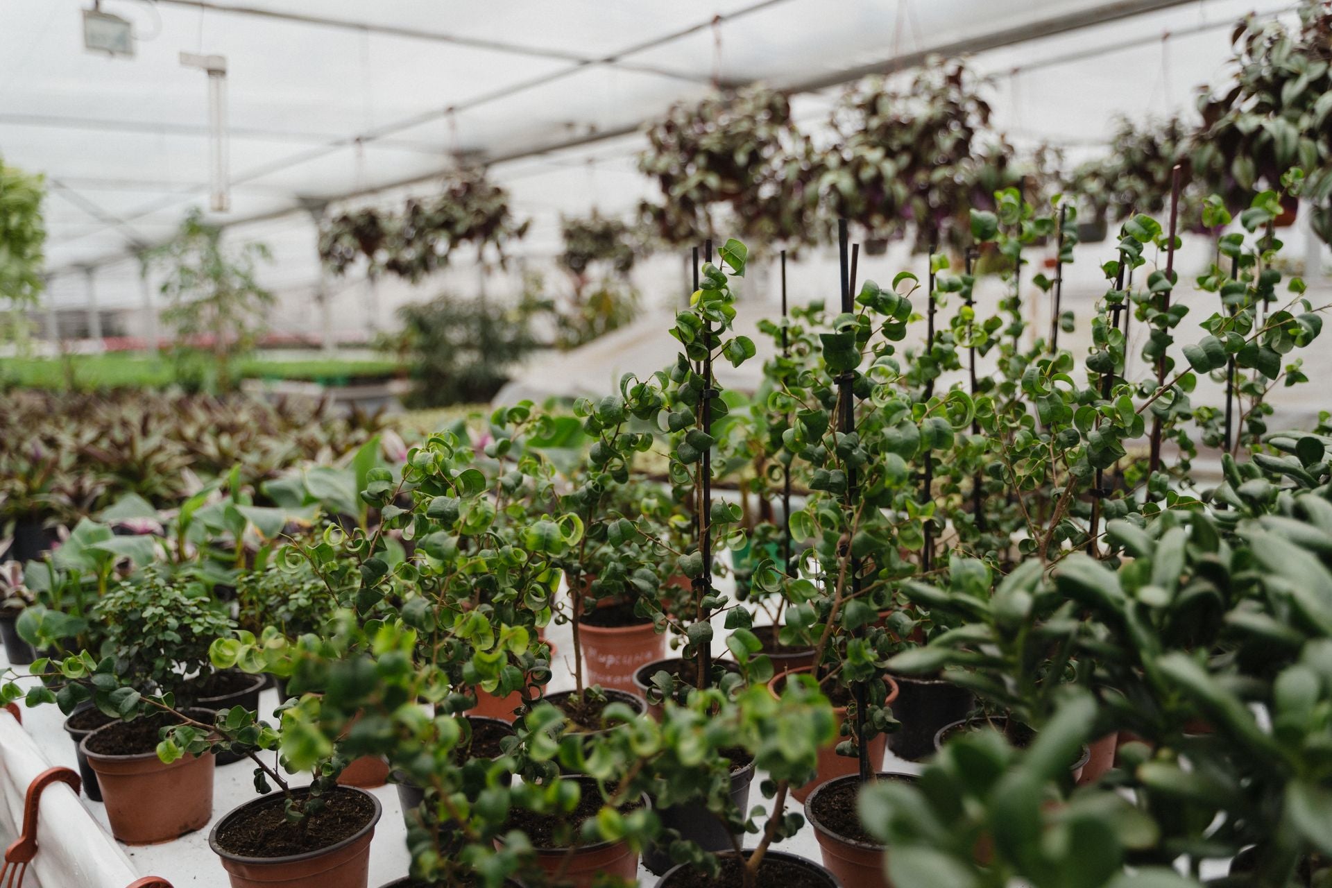 Real potted plants growing in a naturally lit greenhouse