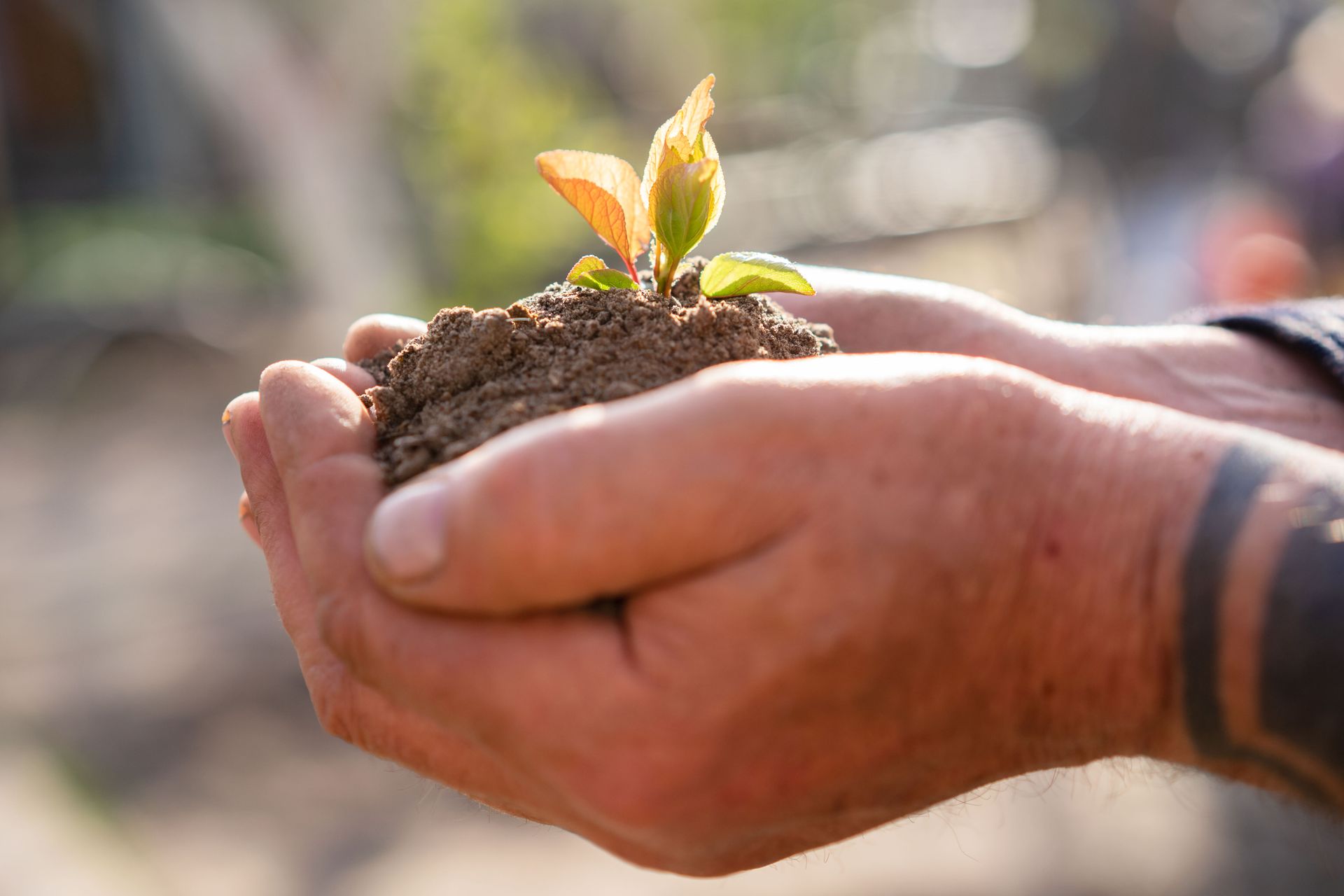 Hands holding a seedling and a handful of soil