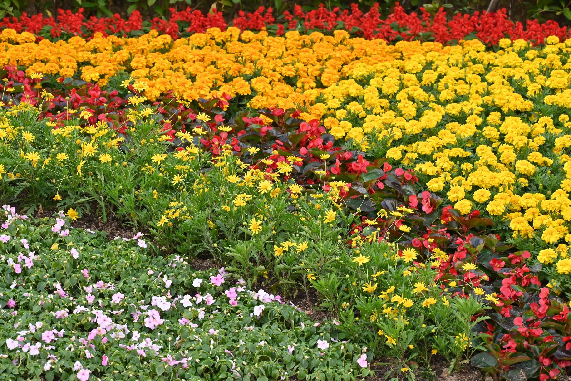 A thriving garden filled with yellow, red and pink blooms